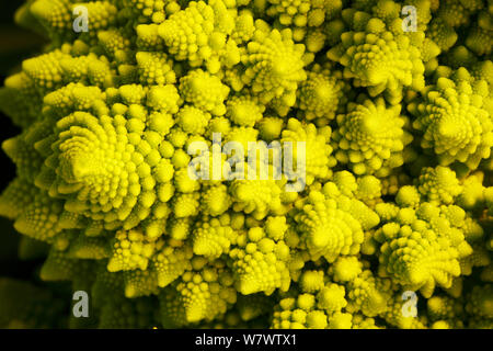 Romanesco Brocoli (Brassica oleracea) close up, produites par le croisement entre le chou-fleur et brocoli Banque D'Images