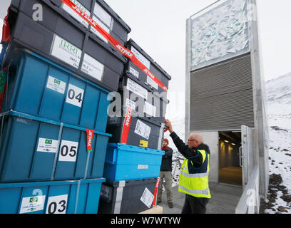 La livraison de nouveaux échantillons de semences à Salbard Global Seed Vault, Svalbard, Norvège, octobre 2012, Banque D'Images