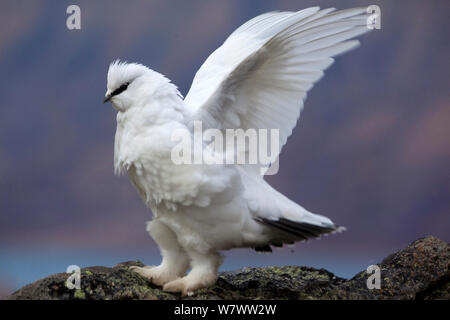 Svalbard ptarmigan (Lagopus mutus hyperborea) note l'homme qui s'étend sur le couvre-pieds. Svalbard, Norvège, en septembre. Banque D'Images