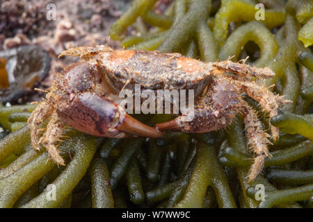 Crabe poilu (Pilumnus hirtellus) sur les algues sur la plage, Sark, îles Anglo-Normandes. Banque D'Images