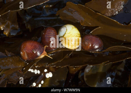 Le bigorneau Littorina obtusata (lisse) sur le varech, Derrible Bay, Sark, îles Anglo-Normandes. Banque D'Images