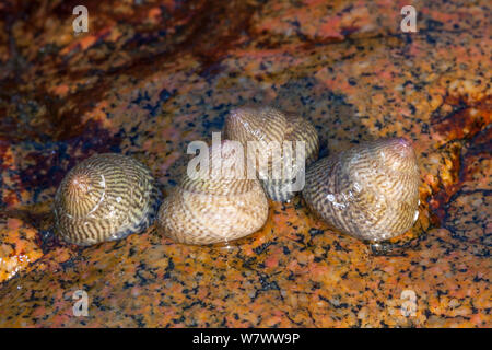 Gibbula cineraria Topshell (gris) sur mer, Sark, îles Anglo-Normandes. Banque D'Images