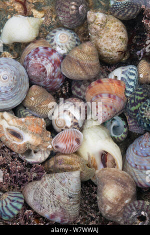 Coquillages mixtes sur plage à Sark, îles Anglo-Normandes. Banque D'Images