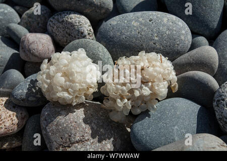 Oeufs de buccin Buccinum undatum (commun) sur la plage, Sark, Channel Islands. Banque D'Images