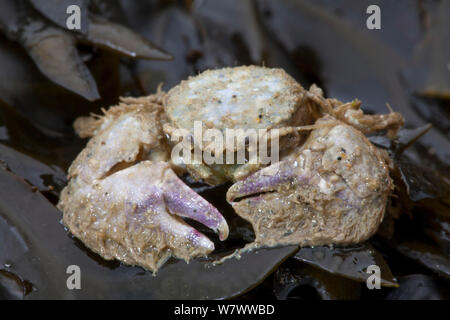 Large-Crabe Porcelaine griffus (Porcellana platycheles) échoués sur la plage, Sark, Channel Islands. Banque D'Images