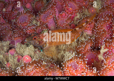 Face noire (blennies Tripterygion delaisi) Guillaumesse, Sark, îles Anglo-Normandes. Banque D'Images