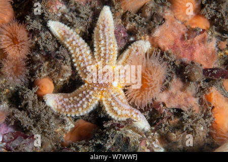 L'étoile de mer commune (Asterias rubens) St Abbs Réserve Marine volontaire, l'Écosse (mer du Nord). Banque D'Images