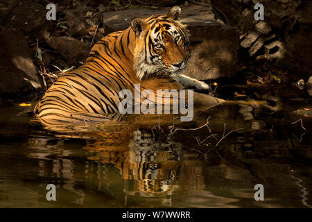 Tigre du Bengale (Panthera tigris tigris) mâle &# 39;Romeo T6&# 39 ; de ralentissement en eau durant l'été chaude. Le parc national de Ranthambore, en Inde. Banque D'Images