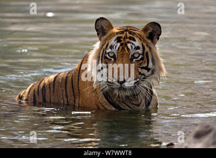 Tigre du Bengale (Panthera tigris tigris) mâle &# 39;Sultan T72&# 39 ; de ralentissement en eau durant l'été chaude. Le parc national de Ranthambore, en Inde. Banque D'Images