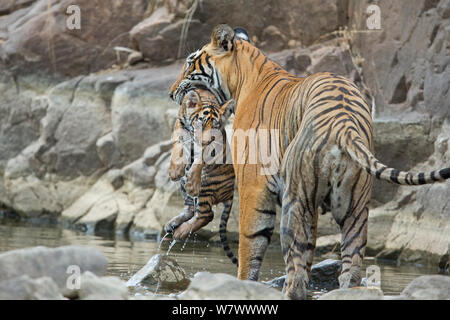 Tigre du Bengale (Panthera tigris tigris) femmes &# 39;Noor T39&# 39 ; réalisation cub humide. Le parc national de Ranthambore, en Inde. Banque D'Images