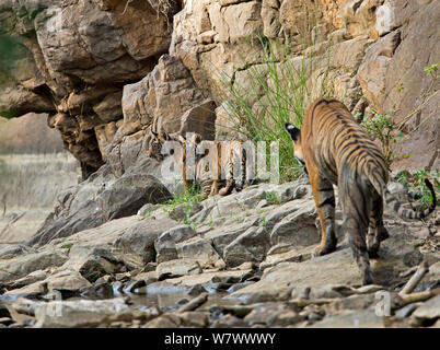 Tigre du Bengale (Panthera tigris tigris) mère &# 39;Noor T39&# 39 ; à la suite d'oursons. Le parc national de Ranthambore, en Inde.&# 39;s cub Banque D'Images