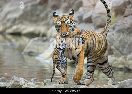 Tigre du Bengale (Panthera tigris tigris) femmes &# 39;Noor T39&# 39 ; réalisation cub humide. Le parc national de Ranthambore, en Inde. Banque D'Images