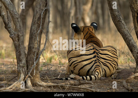 Tigre du Bengale (Panthera tigris tigris) Vue arrière de l'homme &# 39;Sultan T72&# 39 ; regarder des proies. Le parc national de Ranthambore, en Inde. Banque D'Images