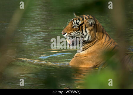 Tigre du Bengale (Panthera tigris tigris) grondant en eau à crocodile. Le parc national de Ranthambore, en Inde. Banque D'Images