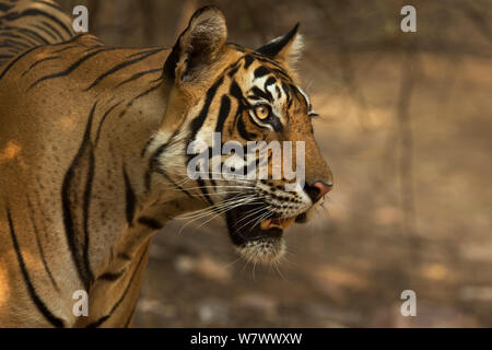 Tigre du Bengale (Panthera tigris tigris) mâle &# 39;Sultan T72&# 39 ; portrait. Le parc national de Ranthambore, en Inde. Banque D'Images