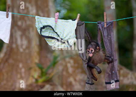 Singe araignée d'Amérique centrale (Ateles geoffroyi) accroché sur orphelin lave-ligne. Bébé singe a été gardé comme animal de compagnie par les travailleurs à El Mirador camp de base, après mère a été tuée. Réserve de la biosphère Maya Selva, région du Petén, Guatemala. Les espèces en voie de disparition. Banque D'Images