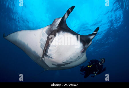 Raie Manta géante (Manta birostris) avec Remora Remora (sp) et plongeur, San Benedicto Island, réserve de la biosphère de l'archipel de Revillagigedo (Socorro Islands), l'océan Pacifique, l'ouest du Mexique. Les espèces vulnérables. Banque D'Images