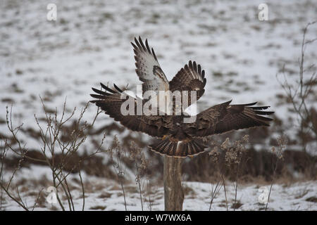 Deux buses variables (Buteo buteo) combats sur piquet, Cremlingen, Basse-Saxe, Allemagne, février. Banque D'Images