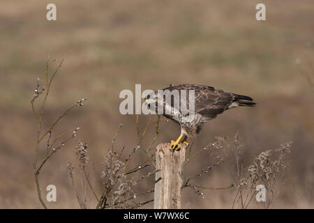 Buse variable (Buteo buteo) sur piquet, Cremlingen, Basse-Saxe, Allemagne, Mars. Banque D'Images