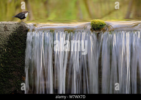 Balancier (Cinclus cinclus) perché sur une cascade, Moselle, France, avril. Banque D'Images