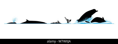 Illustration du profil de la surface avec coup et le comportement de plongée de l'Atlantique Nord à bec commune (Hyperoodon ampullatus). Banque D'Images