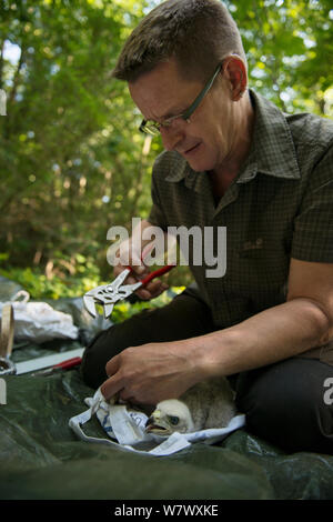 L'Autour des palombes (Accipiter gentilis) niché entourée par le Dr Norbert Kenntner, partie d'un Autour des palombes urbaines étude sonnerie couleur. Berlin, Allemagne. Juin 2014. Banque D'Images