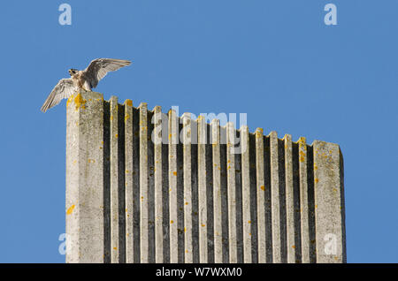 Le faucon pèlerin (Falco peregrinus) sur le dessus de la cathédrale moderne spire avec ailes déployées. Bristol, Royaume-Uni. Septembre. Banque D'Images