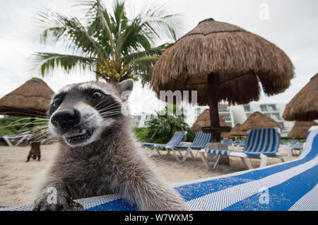 Le raton laveur (Procyon lotor) qui se nourrissent de plage pour la nourriture laissée derrière par les touristes. Akumal, Riviera Maya, Yucatan, Mexique. Septembre. Banque D'Images