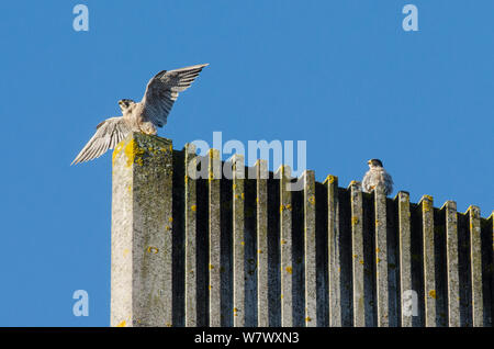 Le faucon pèlerin (Falco peregrinus) paire sur cathédrale moderne spire. Bristol, Royaume-Uni. Octobre. Banque D'Images