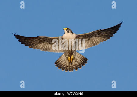 Le faucon pèlerin (Falco peregrinus), l'homme adulte en vol. Bristol, Royaume-Uni. Février. Banque D'Images