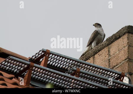 L'Autour des palombes (Accipiter gentilis), adulte perché sur toit à la recherche de proies. Berlin, Allemagne. De juin. Banque D'Images