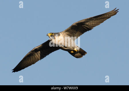 Le faucon pèlerin (Falco peregrinus), femelle adulte en vol. Bristol, Royaume-Uni. Mars. Banque D'Images