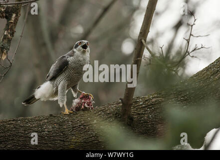 L'Autour des palombes (Accipiter gentilis), appelant les hommes à s'accoupler avec de la nourriture au printemps la pariade. Berlin, Allemagne. Mars. Banque D'Images