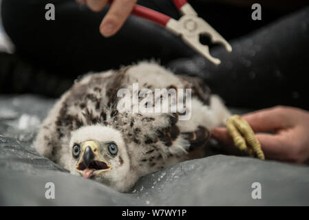 L'Autour des palombes (Accipiter gentilis) nichée en cours de phoques annelés, partie d'un Autour des palombes urbaines étude sonnerie couleur. Berlin, Allemagne. Mai 2014. Banque D'Images