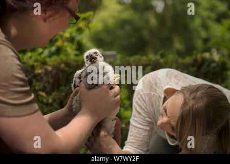 L'Autour des palombes (Accipiter gentilis) niché traitées par les scientifiques, dans le cadre d'une étude Autour des palombes urbaines sonnerie couleur. Berlin, Allemagne. Mai 2014. Banque D'Images