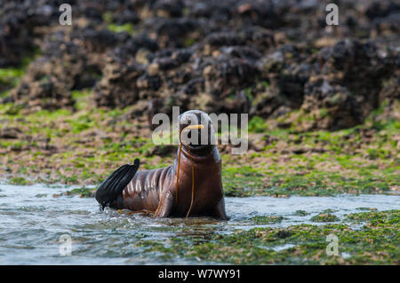 Lion de mer d'Amérique du Sud (Otaria flavescens) pup jouant avec des algues sur le rivage. La Péninsule de Valdès, Chubut, Patagonie, Argentine. Banque D'Images