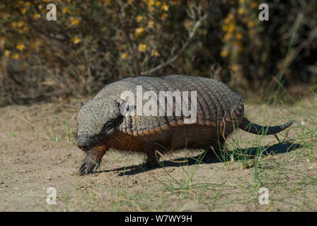 Grand tatou velu (Chaetophractus villosus) La Péninsule de Valdès, Chubut, Patagonie, Argentine. Banque D'Images