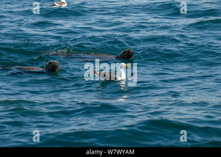 Kelp Gull (Larus dominicanus) natation et de l'Amérique du Sud les lions de mer (Otaria flavescens) à la surface. La Péninsule de Valdès, Chubut, Patagonie, Argentine. Banque D'Images