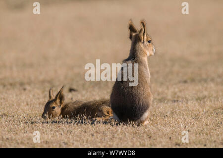 Mara de Patagonie (Dolichotis patagonum / cobayes) La Péninsule de Valdès, Chubut, Patagonie, Argentine. Banque D'Images