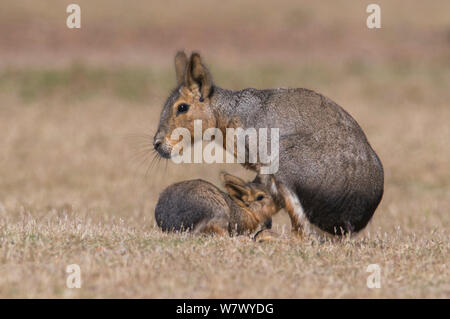 Mara de Patagonie (Dolichotis patagonum / cavia) suckling young, la Péninsule de Valdès, Chubut, Patagonie, Argentine. Banque D'Images