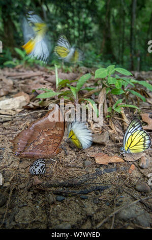 L'agrégation des papillons, principalement en dents de Bornéo (Prioneris cornelia) et Red brown / tawny rajah (Charaxes bernardus), en tenant compte de la zone humide de la forêt tropicale sur parole. Parc national de Temburong, Brunei, Bornéo. Banque D'Images