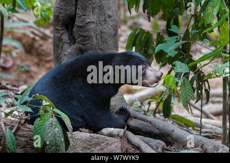 L'ours malais (Helarctos malayanus euryspilus) au Centre de conservation des ours malais (BSBCC), Sabah, Bornéo, Sepilok. Banque D'Images