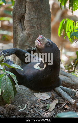 L'ours malais (Helarctos malayanus euryspilus) au Centre de conservation des ours malais (BSBCC), Sabah, Bornéo, Sepilok. Banque D'Images