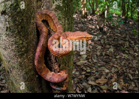 Feuille d'orang-nez-pit viper (Trimeresurus borneensis) en sous-étage. Lower Kinabatangan Wildlife Sanctuary, Sabah, Bornéo. Banque D'Images