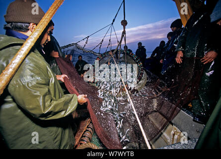 Transport de bateau de pêche à la senne en filet plein de sardine (Sardina sp), Agadir, Maroc, Océan Atlantique. Banque D'Images