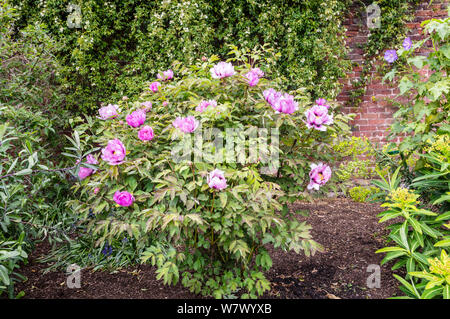 Gros arbuste de rose pivoine arbustive close-up. Banque D'Images