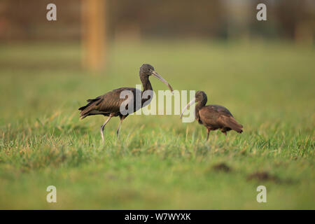 L'Ibis falcinelle (Plegadis falcinellus) deux dans le champ, le rare visiteur à UK, Norfolk, England, UK, Janvier Banque D'Images