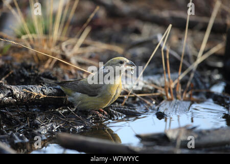 Bec-croisé des sapins (Loxia pytyopsittacus Parrot) boire, Norfolk, Angleterre, Royaume-Uni, février Banque D'Images