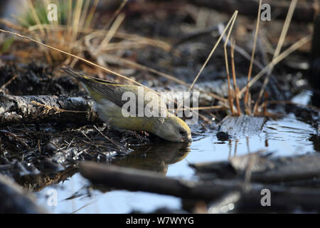 Bec-croisé des sapins (Loxia pytyopsittacus Parrot) boire, Norfolk, Angleterre, Royaume-Uni, février Banque D'Images