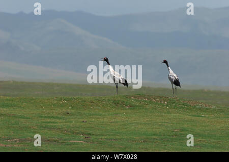 Les grues à cou noir (Grus nigricollis) Réserve naturelle nationale de Ruoergai, province du Sichuan, plateau du Qinghai-Tibet, China, Asia Banque D'Images